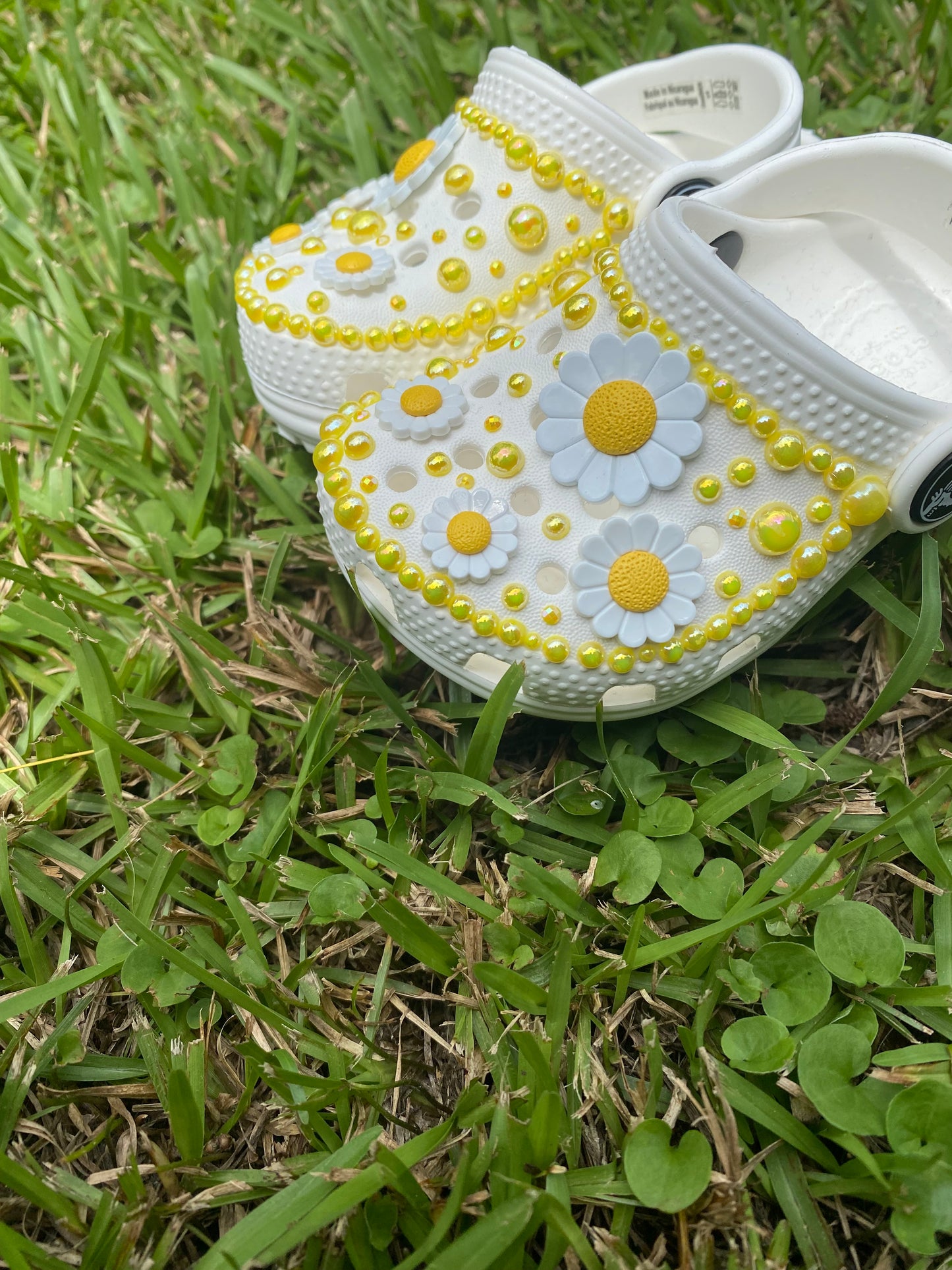 White Daisies